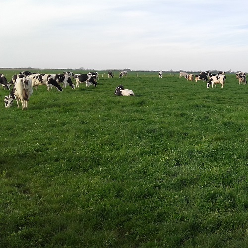 Vaches 2 500X500