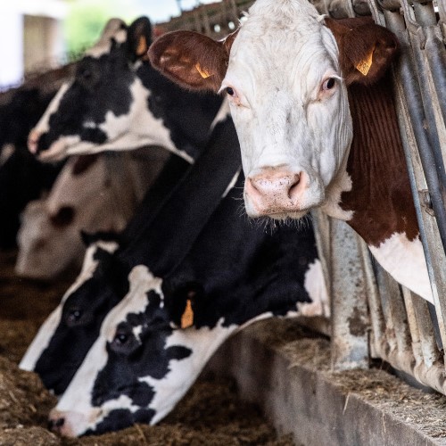 ne d une seule ferme CUSEY-0157 2