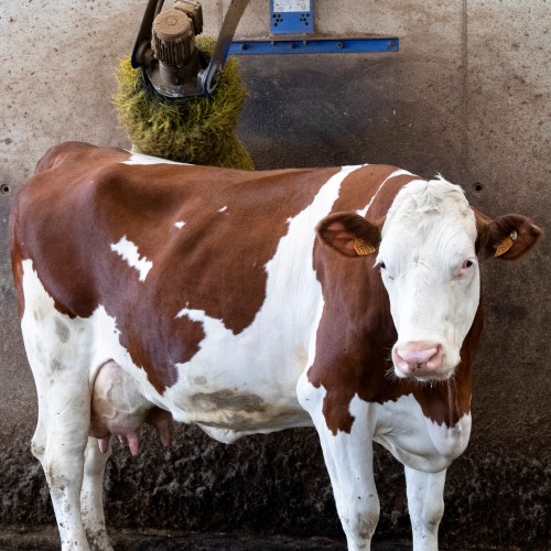 ne d une seule ferme CUSEY-0159_2
