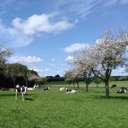 Vaches pommiers 500X500