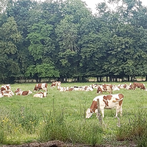 Vaches 500 X 500