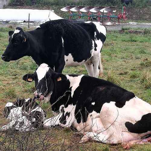 vaches Ferme des prouveries R