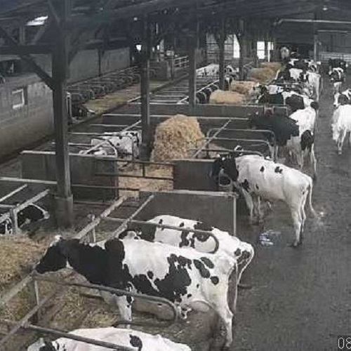 Vaches 2 Ferme des prouveries R